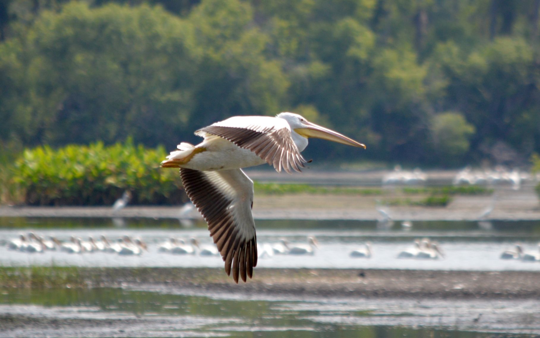 White pelicans
